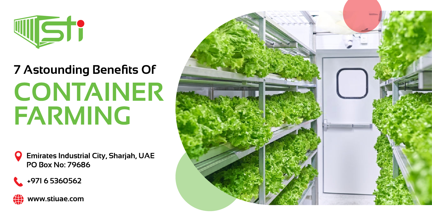 STIUAE_-_Farming_Blog-01 (1) Thick luscious green plants inside a container grown using container farming method