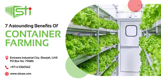 STIUAE_-_Farming_Blog-01 (1) Thick luscious green plants inside a container grown using container farming method